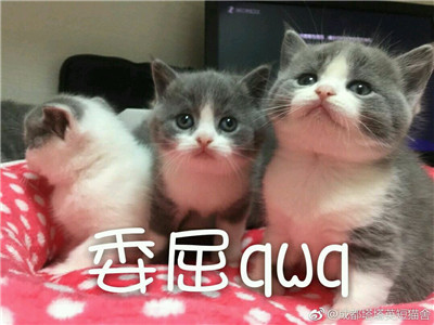 微信可爱另类喵星人表情包