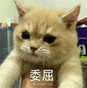 微信可爱另类喵星人表情包