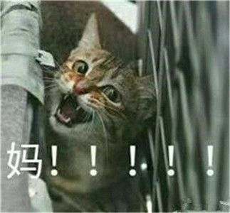 微信可爱另类喵星人表情包