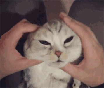 微信可爱另类喵星人表情包