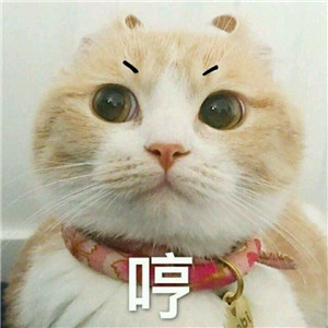 微信可爱另类喵星人表情包