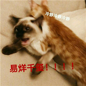 微信可爱另类喵星人表情包