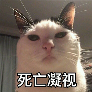 微信可爱另类喵星人表情包