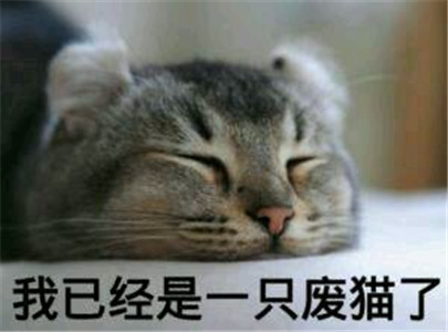 微信可爱另类喵星人表情包