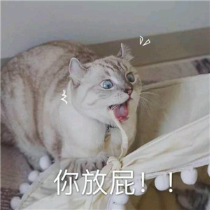 微信可爱另类喵星人表情包