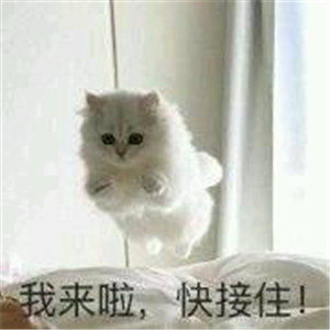 微信可爱另类喵星人表情包