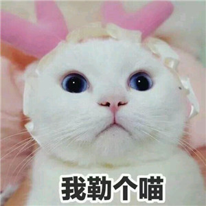微信可爱另类喵星人表情包