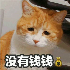 微信可爱另类喵星人表情包