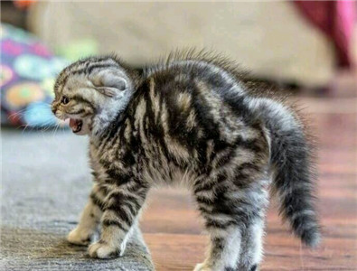 微信可爱另类喵星人表情包