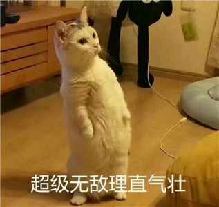 微信可爱另类喵星人表情包