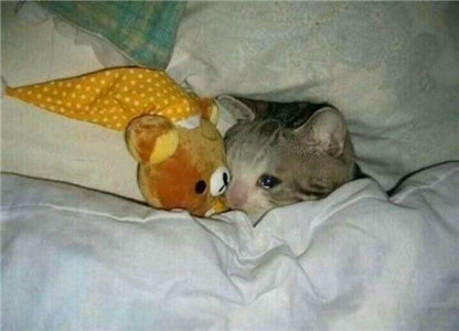 微信可爱另类喵星人表情包