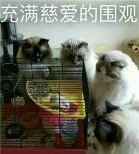 微信可爱另类喵星人表情包