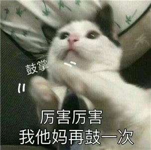 微信可爱另类喵星人表情包