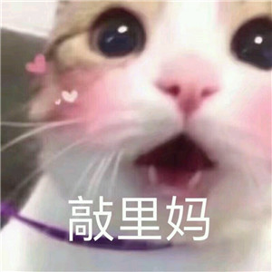 微信可爱另类喵星人表情包