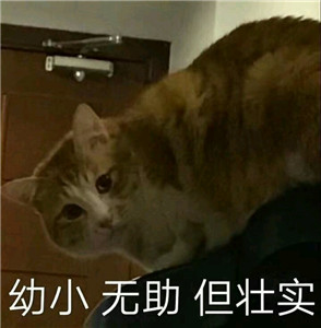 微信可爱另类喵星人表情包