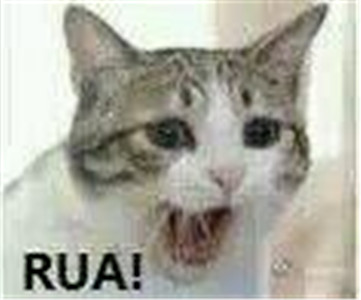 微信可爱另类喵星人表情包