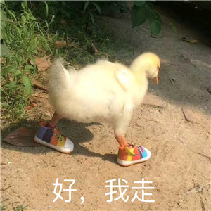 不愿面对微信恶搞斗图表情包
