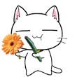 可爱搞怪的菊花教教猫系列微信表情包合集下载