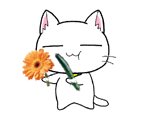 可爱搞怪的菊花教教猫系列微信表情包合集下载