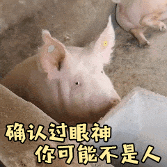 微信近期斗图恶搞表情包2019/1/15（二）