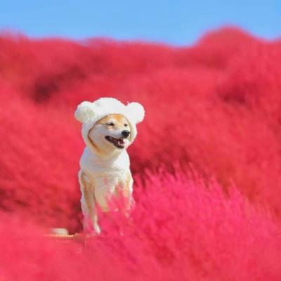 微信非主流恶搞头像