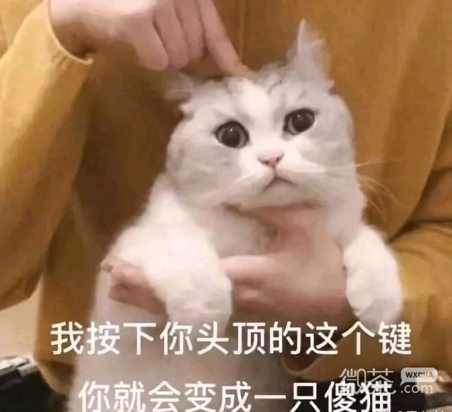 微信近期斗图恶搞表情包2019/1/17