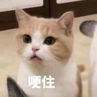 气到哭泣微信喵星人恶搞表情包