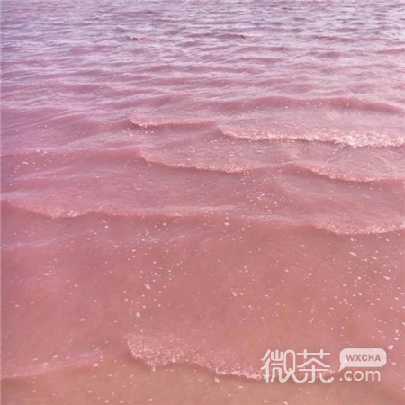 微信唯美粉嫩风景静物朋友圈配图