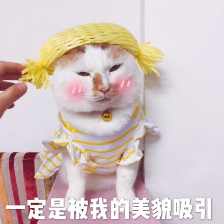 微信恶搞安详喵星人表情包