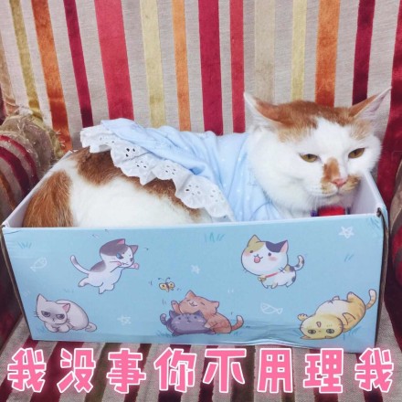 微信可爱萌萌哒喵星人表情包