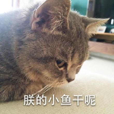 微信超萌喵星人表情包