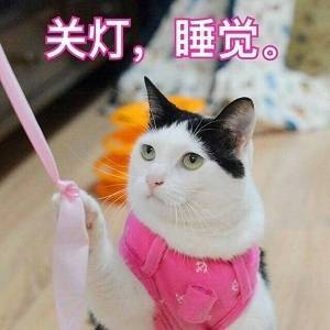微信超萌喵星人表情包