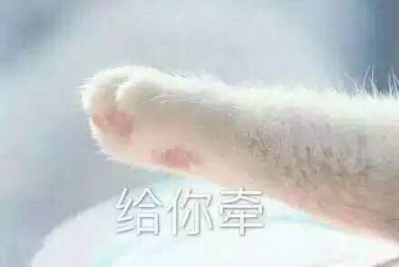 微信超萌喵星人表情包