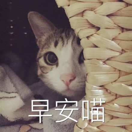 微信可爱萌萌哒喵星人表情包