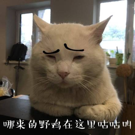 微信恶搞安详喵星人表情包