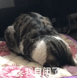 微信超萌喵星人表情包