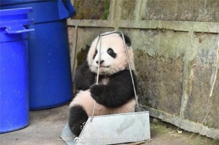 火大微信熊猫头恶搞表情包