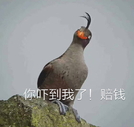 微信近期斗图恶搞表情包2019/2/7（二）