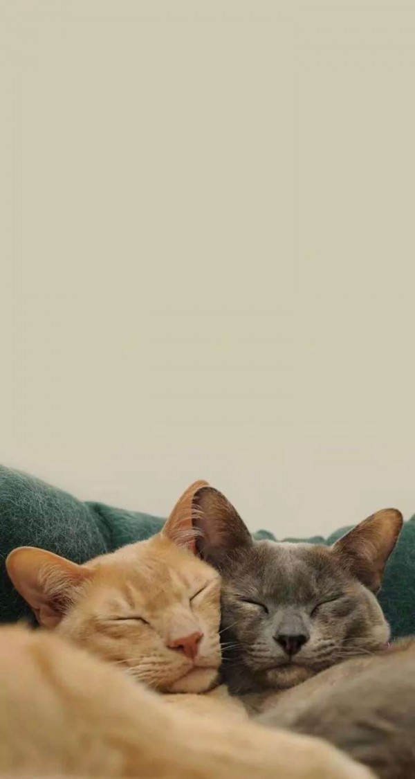 微信唯美动物聊天背景