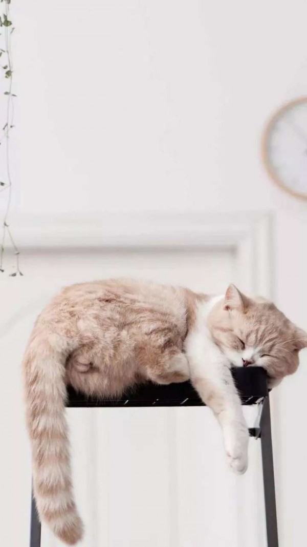 微信唯美动物聊天背景