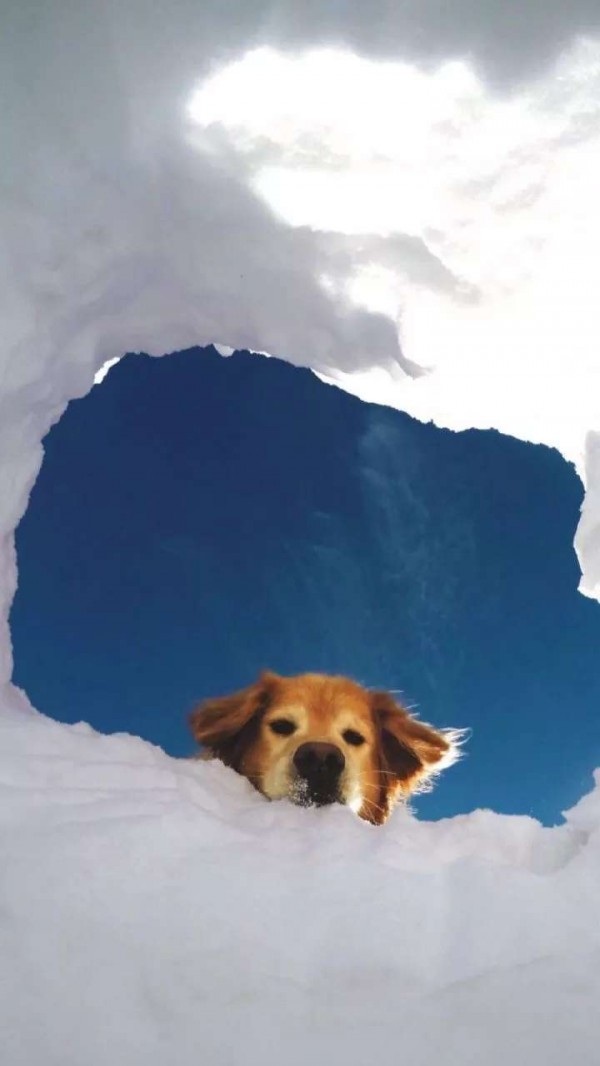 微信唯美动物聊天背景