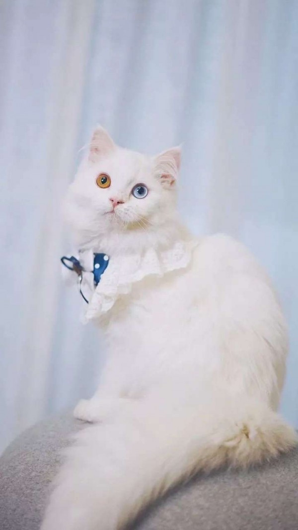 微信唯美动物聊天背景