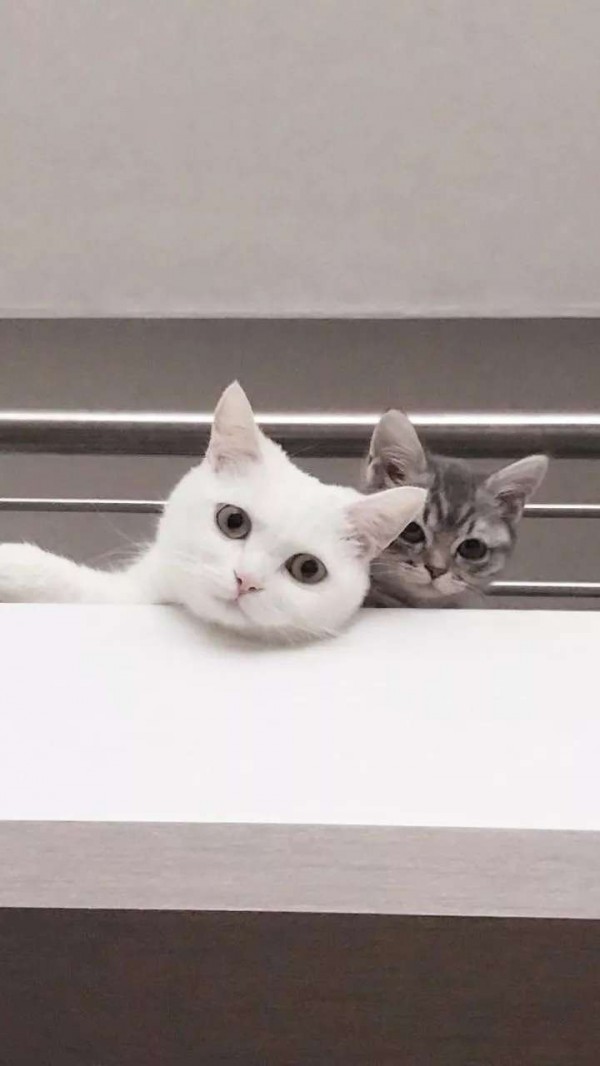 微信唯美动物聊天背景