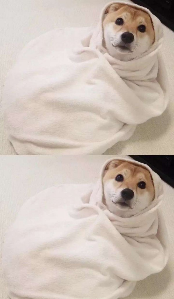 微信唯美动物聊天背景