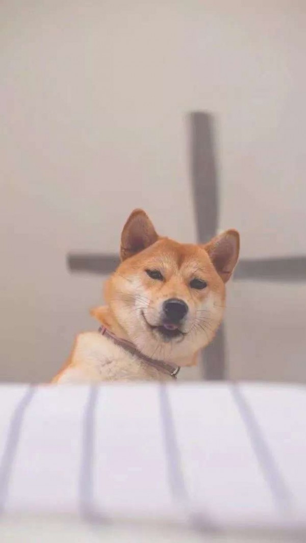 微信唯美动物聊天背景