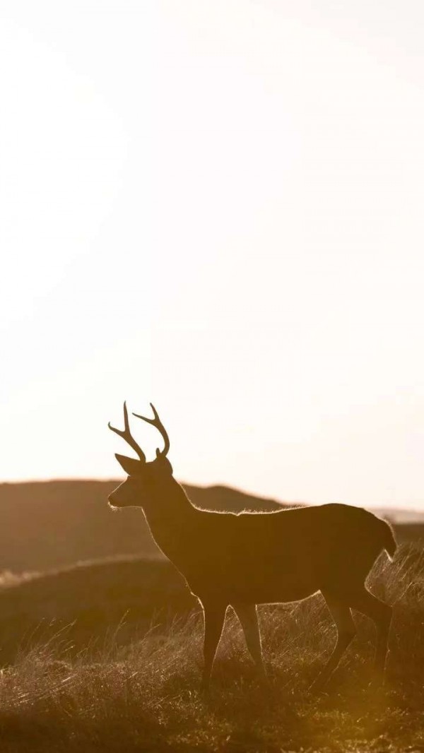 微信唯美动物聊天背景