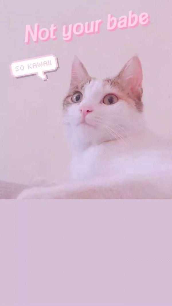 微信唯美动物聊天背景