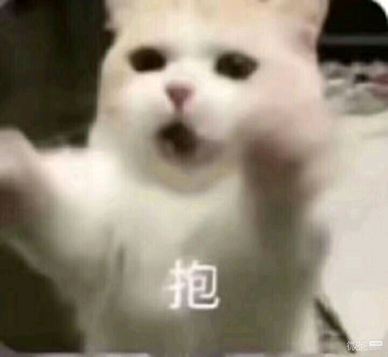 微信可爱动态斗图表情包