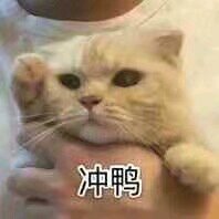 微信超可爱喵星人群聊斗图表情包