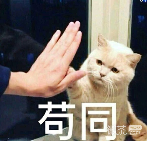 微信近期斗图恶搞表情包2019/2/15（二）